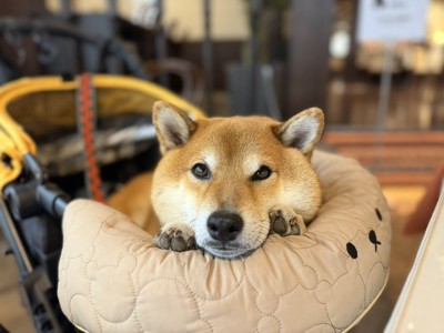 あざとい