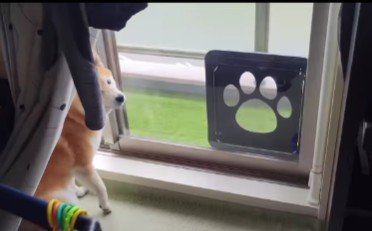 「ほら、蝶とかいるやろ?」