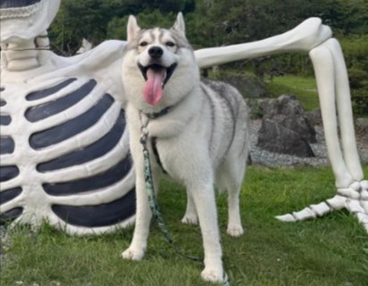 ハスキー