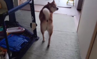 「いや、僕ちょっと予定あんねん」