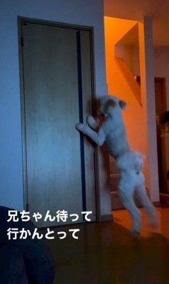 ますお君の人間のような行動7