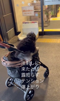 テンションMAXなういちゃん