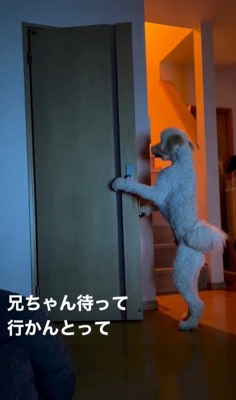 ますお君の人間のような行動8