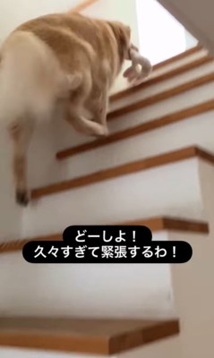 エマちゃんとパパさんの再会7