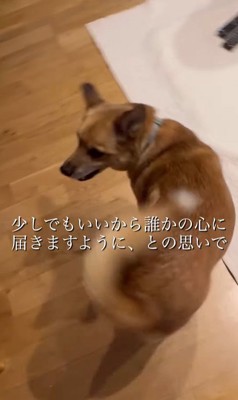 おふとん君の変化8