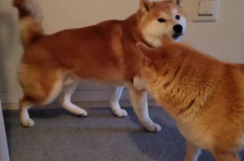 こむぎちゃんが立ち上がった