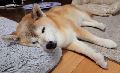 飼い主