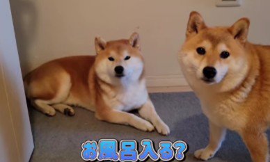 柴犬をお風呂に誘ったら