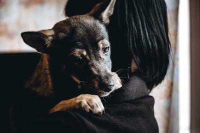 抱きつく犬