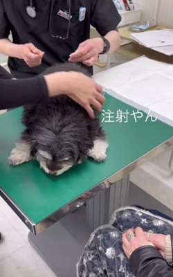 注射も頑張った!