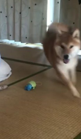 必死で探す姿が可愛い…♡