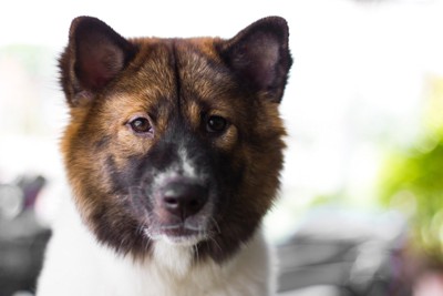 引っ越し作業をする夫婦と犬
