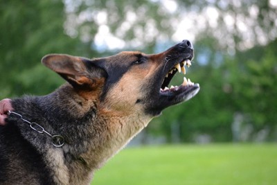 吠えかかる犬
