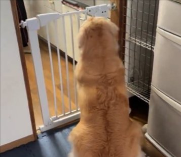 ウマウマ