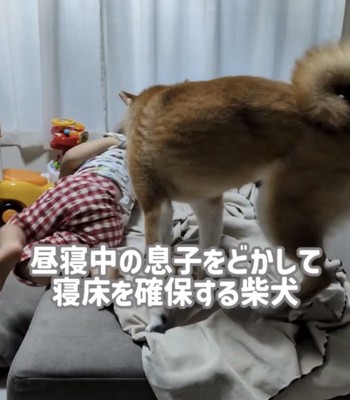 男の子に近づく犬