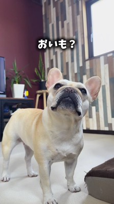 飼い主を見つめる犬