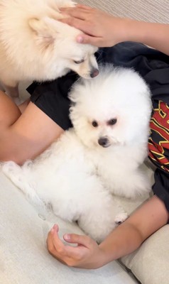 お兄ちゃんが帰宅時のエマくん＆ハルくん8