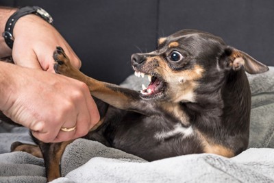 飼い主に向かって怒る犬