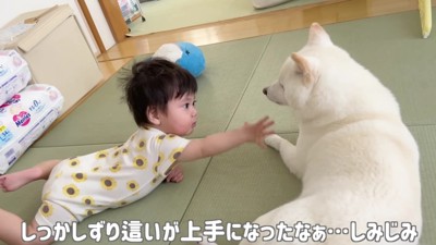 お座りコロンと柴犬♡