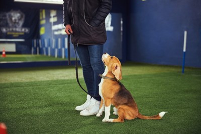 犬のしつけ
