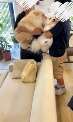 お兄ちゃんが帰宅時のエマくん＆ハルくん7