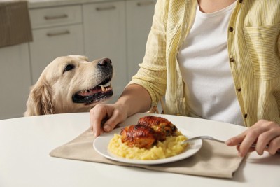 飼い主のご飯をねだる犬