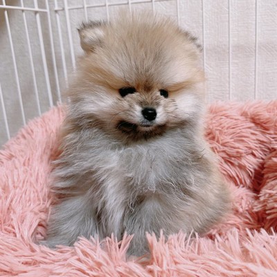 お迎え