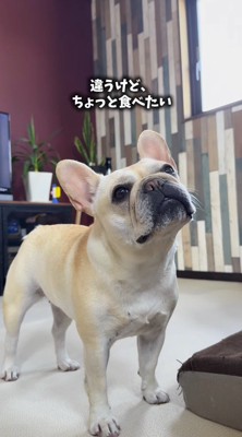 飼い主を見上げながら首をかしげる犬