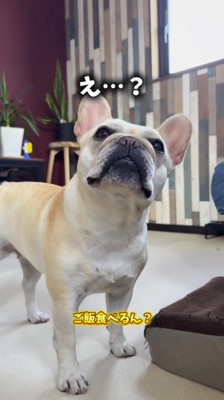 首をかしげる犬