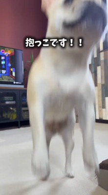 飼い主の言葉を聞いてジャンプをする犬