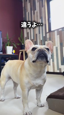 飼い主に話しかけられ、飼い主を見つめる犬