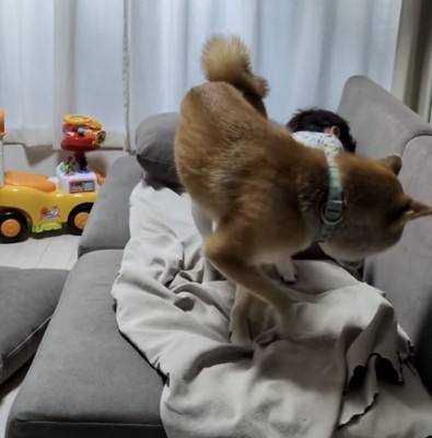 ソファの上で回る犬