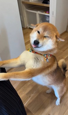 お友達が遊びに来た時のはちちゃん9