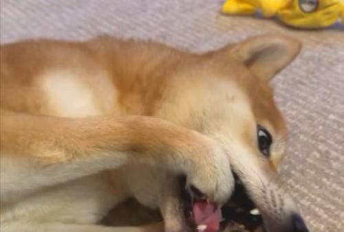 執拗に