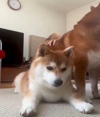 うつむく犬1