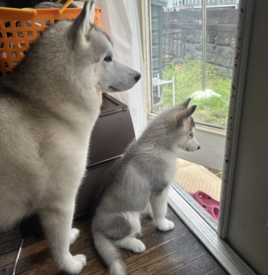 妹