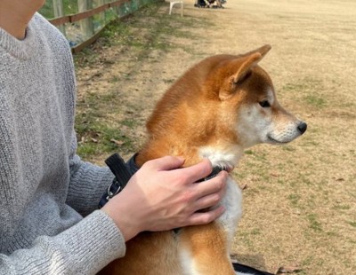 凛々しい