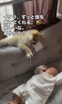 子守りをするイクラちゃん