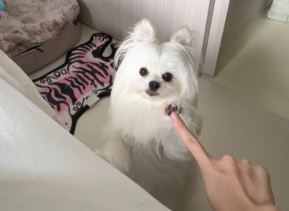 飼い主