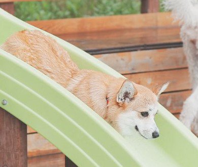 ウォータースライダーに挑戦するコパンちゃん2