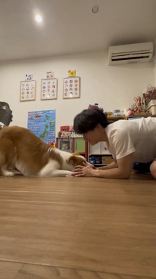 飼い主の前でふせをする犬