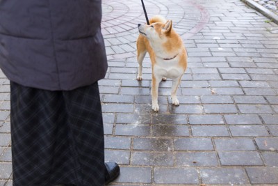 地面に伏せる柴犬