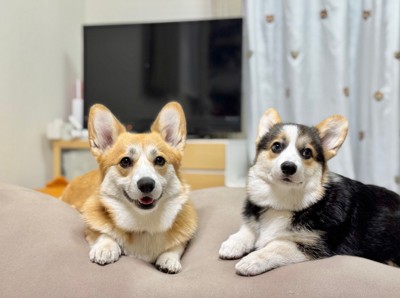 コパンちゃんの日常