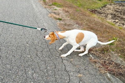 歩かない茶白の犬