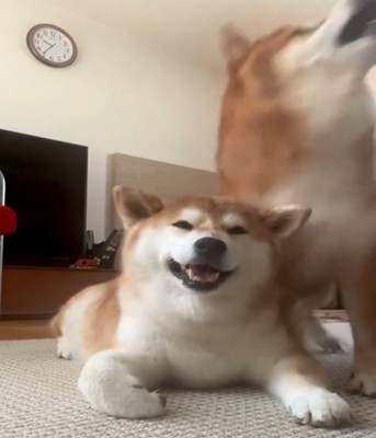 驚く犬