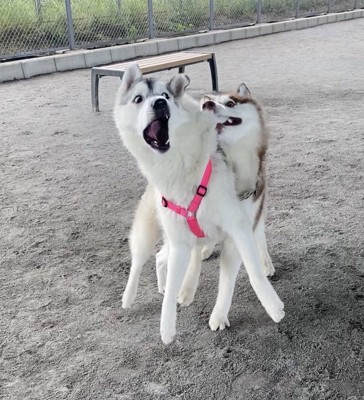 ドッグラン