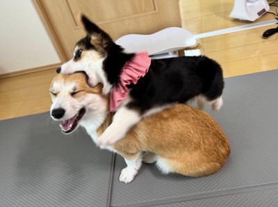 コパンちゃんの日常2