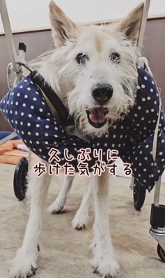 おばあちゃんワンコを車椅子に乗せたら9