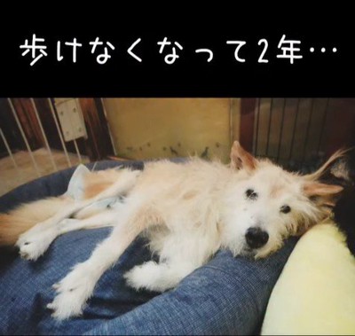 おばあちゃんワンコを車椅子に乗せたら