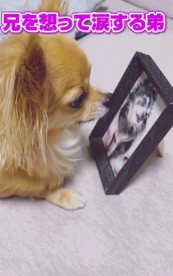 亡くなった兄を想って…